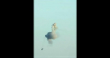 Cum se vede in slow-motion doborarea unui elicopter de atac Ka-52 rusesc. Tot echipajul de elita a fost decorat postum - VIDEO 