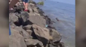 O caprioara si un caine au plutit pe apa din Herson pana la Odesa. Au fost dusi de viitura pana la mare pe resturi de plante si lemne - VIDEO 