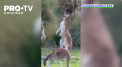 O partida de golf, intrerupta de trei canguri batausi, in Australia - VIDEO