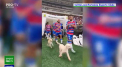 Fotbalistii din campionatul Braziliei si-au facut aparitia pe teren alaturi de patrupezi de la un adapost din orasul Fortaleza, de Ziua Mondiala a Animalelor - VIDEO