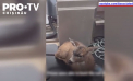 Doua caprioare care inotau in apele reci din Alaska, salvate de politistii de patrulare. Unde au fost duse acestea - VIDEO