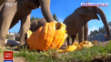 Halloween „in avans”. Elefantii de la gradina zoologica din Portland au avut parte de un festin cu dovleci - VIDEO