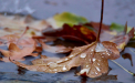 Ploi slabe in nordul si centrul tarii. Cum va fi vremea astazi, dar si in urmatoarele zile. Prognoza meteo