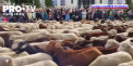 Traficul a fost oprit in centrul Madridului pentru ca pe strazi sa treaca mai multe turme de oi. Este un eveniment anual care le permite pastorilor sa foloseasca rutele traditionale, atunci cand se retrag spre sudul tarii - VIDEO