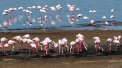 „La Odesa s-a petrecut un miracol”. Peste 1.000 de flamingo roz au ajuns in Ucraina devastata de razboi
