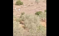 Un palestinian a fost impuscat mortal de un colonist in timp ce culegea masline in Cisiordania - VIDEO