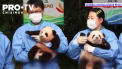 In premiera doi pui de panda, gemeni, au venit pe lume in Coreea de Sud - VIDEO