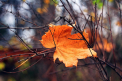 Cer noros si maxime de 24 grade Celsius. Cate grade se vor inregistra in urmatoarele zile. Prognoza meteo