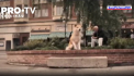 100 de ani de la nasterea lui Hachiko, cainele care si-a asteptat stapanul in gara aproape un deceniu - VIDEO