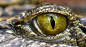 Un australian atacat de un crocodil a scapat dupa ce a muscat animalul de pleoapa: „M-a scuturat ca pe o papusa de carpe”