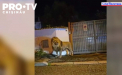 Panica pe strazile din Ladispoli, Italia. Un leu fugit de la circ a fost filmat cum se plimba nestingherit - VIDEO