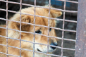 Coreea de Sud vrea sa interzica consumul carnii de caine, pentru a pune capat controversei legata de acest obicei stravechi
