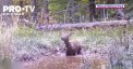  Continuarea clipului video unde un pui de cerb se joaca fara griji intr-o balta de noroi dintr-o padure - publicata de Parcul National Retezat din Romania - VIDEO