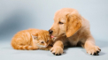 Comisia Europeana propune reguli noi pentru bunastarea animalelor. Se schimba conditiile pentru vanzarea cainilor si pisicilor