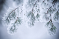 Lapovita in toata tara. Cate grade se vor inregistra astazi, dar si in urmatoarele zile. Prognoza meteo