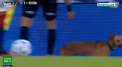 Cea mai interesanta faza a unui meci din campionatul Argentinei a fost creata de un...caine. Patrupedul a intrat pe teren si nu s-a lasat prins - VIDEO