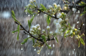 Va ploua in nordul tarii. Cum va fi vremea astazi, dar si in urmatoarele zile. Prognoza meteo
