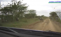 Campionatul Mondial de raliuri: Un pilot finlandez a încetinit din cauza unui grup de zebre - VIDEO