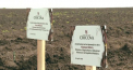 Combinatul de Vinuri Cricova își extinde și modernizează plantațiile de viță-de-vie. Directorul general interimar: "În scurt timp o să putem asigura combinatul cu struguri de calitate" - VIDEO