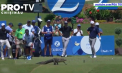 Competiție de golf din Statele Unite, întreruptă preț de câteva minute: Cine a fost musafirul nepoftit - VIDEO