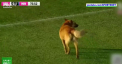Gruparea ucraineană Veres Rivne a avut un suporter special la ultimul meci din campionat. Echipa a fost susținută de un cățel, care a intrat pe teren în timpul unui atac al adversarilor - VIDEO
