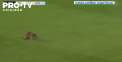 Record în campionatul nord-american de fotbal. Un raton a intrat în istorie la meciul dintre Philadelphia și New York City - VIDEO