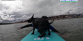 Au înfruntat valurile pe patru labe. Peste douăzeci de căței curajoși, alături de stăpânii lor, au concurat la Campionatul European de surfing, desfășurat pe o plajă din Spania - VIDEO