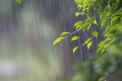 Cer noros și ploi în toată țara. Câte grade se vor înregistra astăzi, dar și în următoarele zile. Prognoza meteo