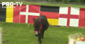 Germania va învinge selecționata Danemarcei în optimile EURO 2024. Cel puțin acesta este pronosticul lui Mario, un măgăruș de la o fermă din Austria - VIDEO