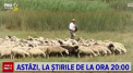 Mergem cu oile pe pășune, învățăm să le mulgem și să facem brânză. Descoperim împreună păstoritul și trăim momentul veșniciei născute la sat, astăzi la Știrile PRO TV de la ora 20:00 - VIDEO