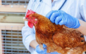 Aproximativ 850 de animale urmează a fi nimicite, după focarele de gripă aviară - înregistrate în mai multe raioane din țară. Precizările ANSA - VIDEO