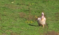 Un pelican rănit - rămas singur pe un câmp din Nimoreni, Ialoveni. Localnic: „Au fost sute și toți au zburat, el a rămas singur” - VIDEO