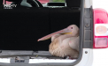 Operațiune neobișnuită: Un pelican rănit a fost salvat de inspectorii de mediu. Pasărea a fost dusă la Grădina Zoologică - VIDEO