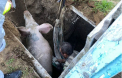 Intervenție neobișnuită pentru salvatorii din stânga Nistrului: Au scos un porc de 150 de kilograme dintr-o groapă - FOTO
