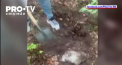 O captură de circa 20 kg de droguri în valoare de peste 15 milioane de lei a fost găsită acasă la doi bărbați din capitală, care se ocupau cu comercializarea substanțelor narcotice - VIDEO