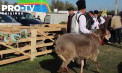 Festival dedicat tradițiilor de păstorit, la Cimișlia: Vizitatorii au admirat speciile rare de oi și au făcut plinul de la târgul produselor artizanale - VIDEO