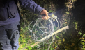 Braconaj la frontieră. Un mistreț de aproximativ 100 de kg prins în capcanele ilegale ale braconierilor a fost salvat de polițiștii de frontieră în apropiere de Leușeni - VIDEO