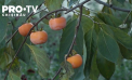 Șapte feluri de fructe exotice - crescute într-o gospodărie din Drochia - VIDEO