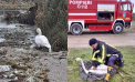 O lebădă - salvată de angajații IGSU, după ce a suferit o fractură la aripă și nu putea ieși la mal din cauza traumei. Imagini cu pasărea - publicate de salvatori - FOTO
