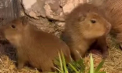 La Grădina Zoologică din Chișinău s-au născut doi pui de capibara - VIDEO
