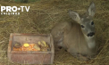 Un pui de căprioară, lovit de o mașină și rămas fără copitele din spate, a primit o nouă șansă la viață. Acesta a fost salvat de un naturalist din Condrița - VIDEO