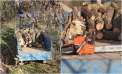 O persoană a fost amendată, după ce a fost observată că tăia ilegal un arbore, în raionul Călărași. Precizările IPM - FOTO