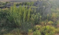 Mai multe perosane - bănuite în creșterea, păstrarea, comercializarea și întrebuințarea drogurilor. Câți ani de închisoare pot face aceștia - VIDEO