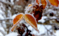 Cer noros şi temperaturi minime de până la -5 grade Celsius. Cum va fi vremea astăzi, dar și în următoarele zile. Prognoza meteo