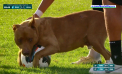 Cățeii din Uruguay sunt pasionați de fotbal. Cel puțin aceasta este concluzia, după ce un patruped s-a dat în spectacol și a întrerupt o partidă - VIDEO 