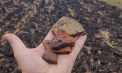 13 obiective arheologice, descoperite de specialiști în raionul Strășeni - FOTO