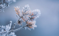 Cer noros şi temperaturi minime de până la -4 grade Celsius. Cum va fi vremea astăzi, dar și în următoarele zile. Prognoza meteo
