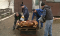 Gospodarii sunt în toiul pregătirilor pentru Crăciunul pe stil vechi. În familia Zuza din Hulboaca, una din tradițiile vechi, păstrate cu sfințenie este sacrificarea porcului - VIDEO  