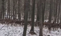 Imagini impresionante au fost surprinse în Rezervația Naturală Plaiul Fagului, din raionul Ungheni. Peste o sută de căprioare au fost văzute traversând pădurea - VIDEO