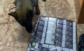 Un moldovean - documentat la vama Costești, după ce a încercat să iasă din țară cu peste 300 de pachete de țigări: Au fost găsite de patrupeda Mora. Unde erau ascunse - FOTO/VIDEO